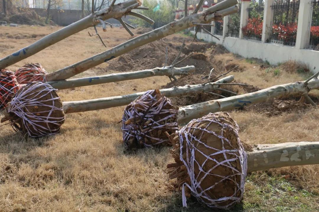 1586224218885059683.jpg 01.jpg